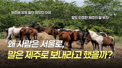 김녕말.jpg