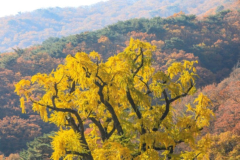 단풍은행.jpg