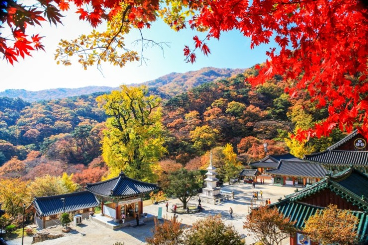 용문사 단풍.jpg