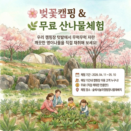 벚꽃 아래 텐트 치고 산나물 채취까지…홍천 ‘숲에서놀자 캠핑장’ 봄 한정 체험 운영